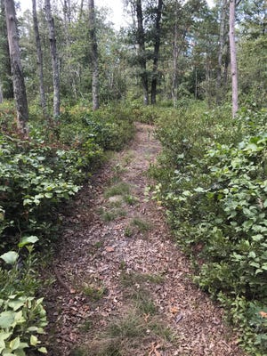 Tiverton’s Basket Swamp as soon as held valuable useful resource for Native tribes