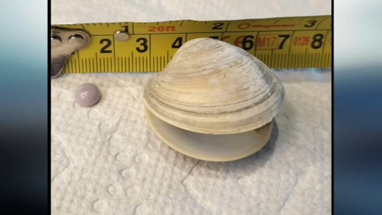 Uncommon purple pearl discovered at Salt Air in Rehoboth Seashore will get appraised