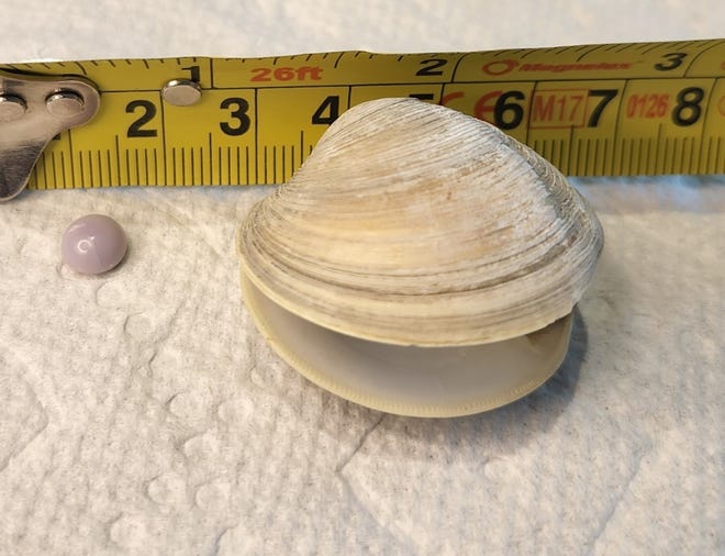 Purple pearl present in clam at Delaware restaurant has shock worth