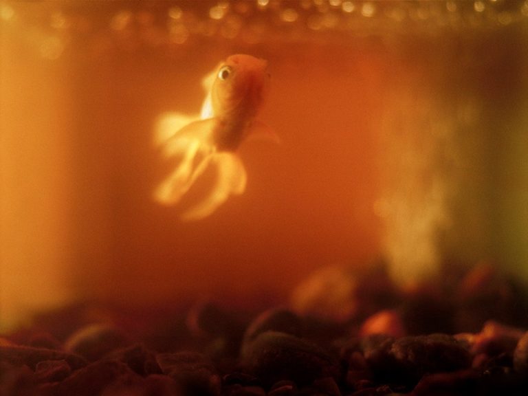 From the NS archive: Demise of a goldfish