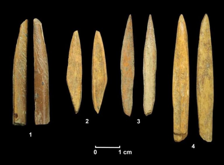 Stone-age folks colonized rainforests by growing instrument miniaturization