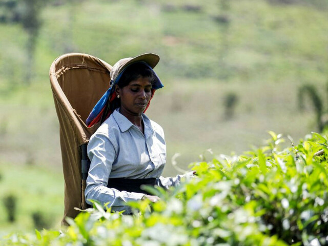 Disaster-hit Sri Lanka targets $1.4 billion in tea earnings – Markets