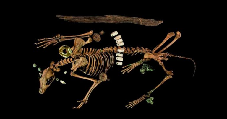 Sacrificed Animals Dressed as Warriors Level to Tomb of Aztec King