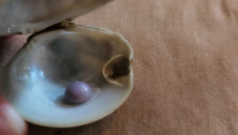 Phoenixville Man Who Discovered a Purple Pearl in His Appetizer Learns How A lot It’s Price