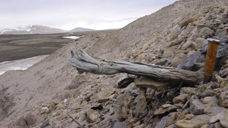 A misplaced ecosystem revealed in Greenland by oldest environmental DNA