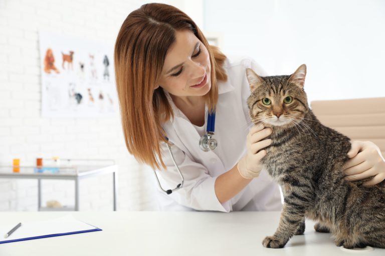 Suggestions for managing feline urolithiasis from a feline practitioner