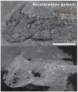 Historic amphibians had their bones cooked