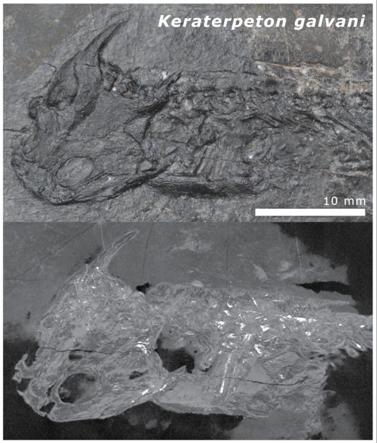 Collision of prehistoric continents ‘cooked’ the bones of historical amphibians, say researchers