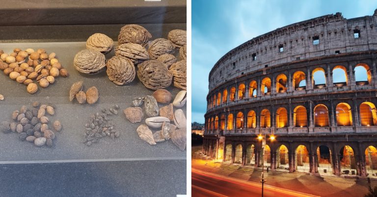 1,900-12 months-Outdated Snacks Are Discovered within the Sewers of the Colosseum