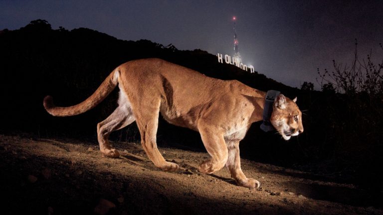 P-22, L.A. Celeb Mountain Lion, Remembered By His Photographer – Rolling Stone