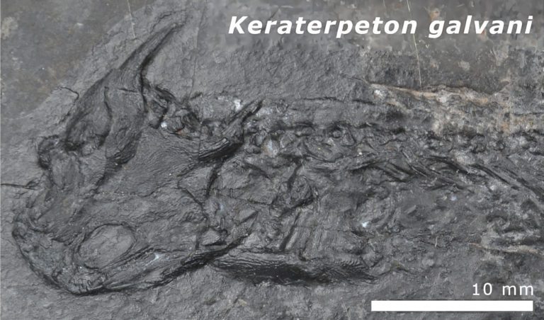 Prehistoric Puzzle Deciphered – Scientists Remedy the Thriller of 300-Million-12 months-Outdated Cooked Tetrapod Bones