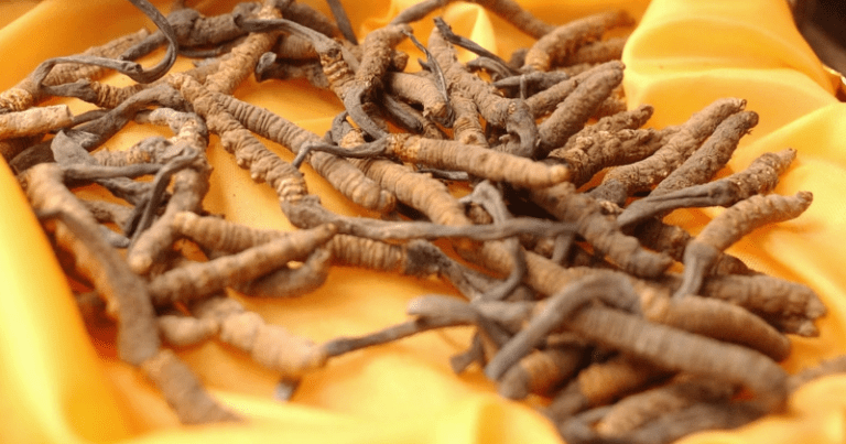 Why China Entered India For Costlier Than Gold Fungus Cordyceps?